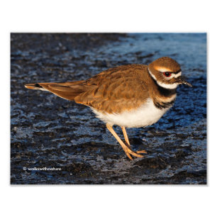 Killdeer auf den Icy Mudflats Fotodruck