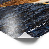 Killdeer auf den Icy Mudflats Fotodruck (Ecke)