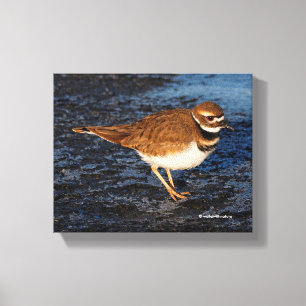 Killdeer auf den Icy Mudflats Leinwanddruck