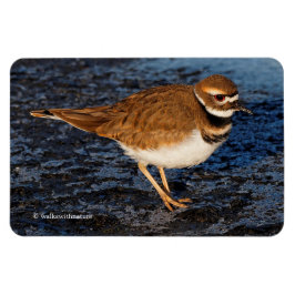 Killdeer auf den Icy Mudflats Magnet