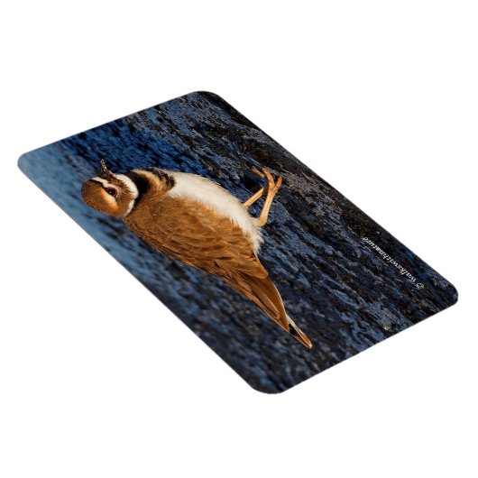 Killdeer auf den Icy Mudflats Magnet (Rechte Seite)