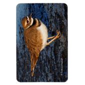 Killdeer auf den Icy Mudflats Magnet (Vertikal)