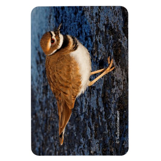 Killdeer auf den Icy Mudflats Magnet (Vertikal)