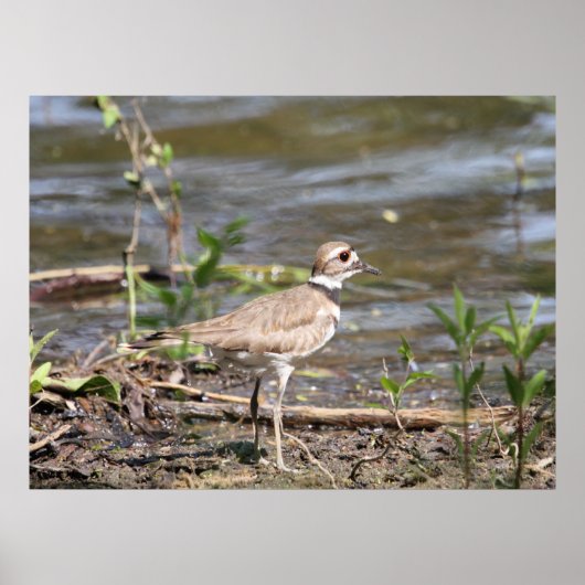 Killdeer Bird Poster (Vorne)