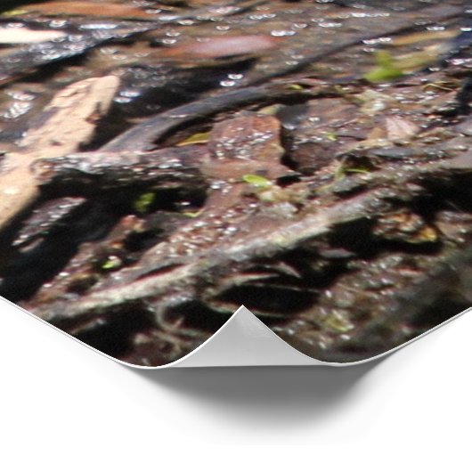 Killdeer Bird Poster (Ecke)