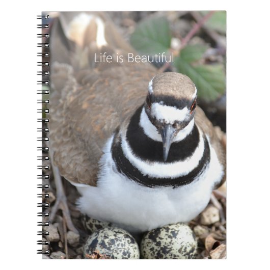 Killdeer Bird with Eggs (my photography) Notizblock (Vorderseite)