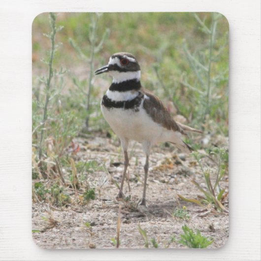 Killdeer Mousepad (Vorne)