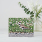 Killdeer Postkarte (Stehend Vorderseite)