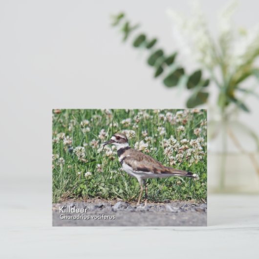 Killdeer Postkarte (Stehend Vorderseite)