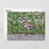 Killdeer Postkarte (Vorne/Hinten)