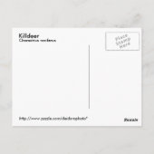 Killdeer Postkarte (Rückseite)