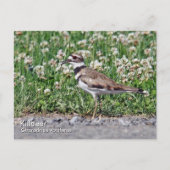 Killdeer Postkarte (Vorderseite)