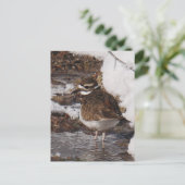 Killdeer-Postkarte Postkarte (Stehend Vorderseite)