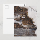 Killdeer-Postkarte Postkarte (Vorne/Hinten)
