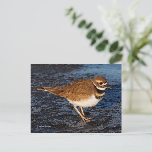 Killdeer Shorebird auf Icy Mudflats Postkarte (Stehend Vorderseite)