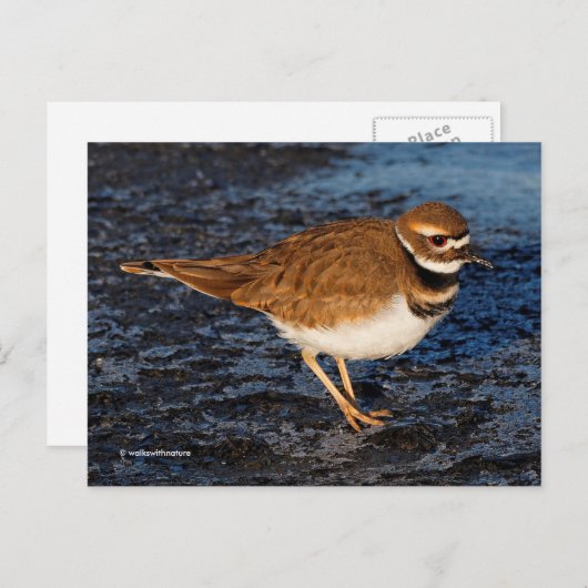 Killdeer Shorebird auf Icy Mudflats Postkarte (Vorne/Hinten)