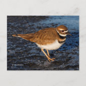 Killdeer Shorebird auf Icy Mudflats Postkarte (Vorderseite)
