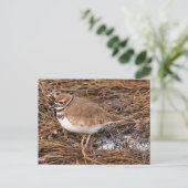 Killdeer Shoreird in Gefrierpuppen Postkarte (Stehend Vorderseite)
