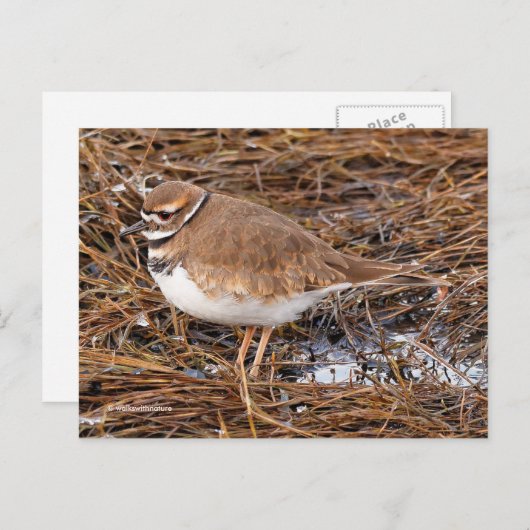 Killdeer Shoreird in Gefrierpuppen Postkarte (Vorne/Hinten)