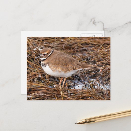 Killdeer Shoreird in Gefrierpuppen Postkarte (Vorderseite/Rückseite Beispiel)