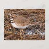 Killdeer Shoreird in Gefrierpuppen Postkarte (Vorderseite)