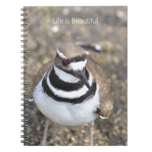 Killdeer-Vogel (meine Fotografie) Notizblock