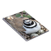 Killdeer-Vogel mit Eiern (meine Fotografie) Notizblock (Rechte Seite)