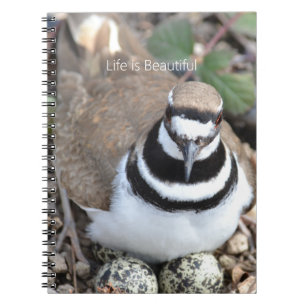 Killdeer-Vogel mit Eiern (meine Fotografie) Notizblock