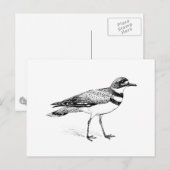 Killdeer-Vogel-Skizze Postkarte (Vorne/Hinten)