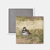 Killdeer-Vogelmagnet Magnet (Vorderseite/Rückseite)