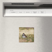 Killdeer-Vogelmagnet Magnet (In Situ (Geschirrspüler))