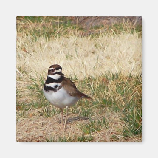 Killdeer-Vogelmagnet Magnet (Vorne)