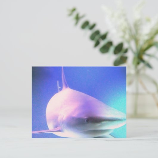 Killer Shark Postcard Postkarte (Stehend Vorderseite)