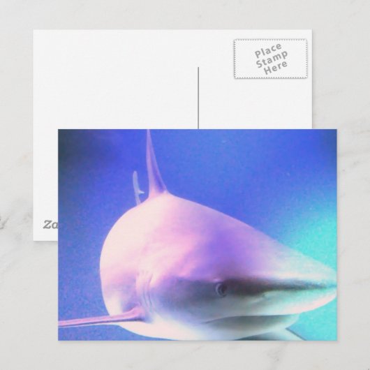 Killer Shark Postcard Postkarte (Vorne/Hinten)