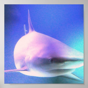 Killer Shark Print Poster