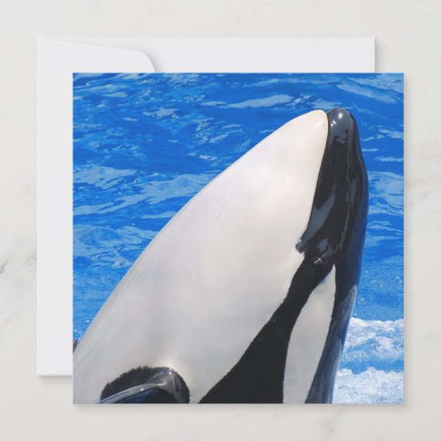 Killer Whale (Vorderseite)