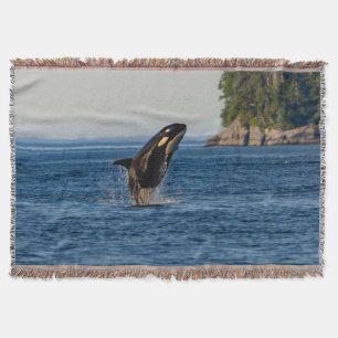 Killer Whale Breaching out of Ocean Water Decke