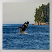 Killer Whale Breaching out of Ocean Water Poster (Vorne)