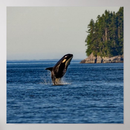 Killer Whale Breaching out of Ocean Water Poster (Vorne)