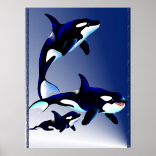Killer Whale Family Poster