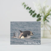 Killer Whale (Orca) Postkarte (Stehend Vorderseite)