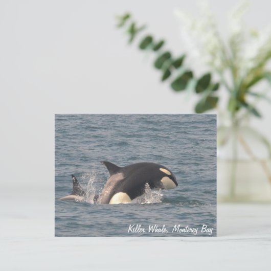 Killer Whale (Orca) Postkarte (Stehend Vorderseite)