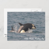 Killer Whale (Orca) Postkarte (Vorne/Hinten)