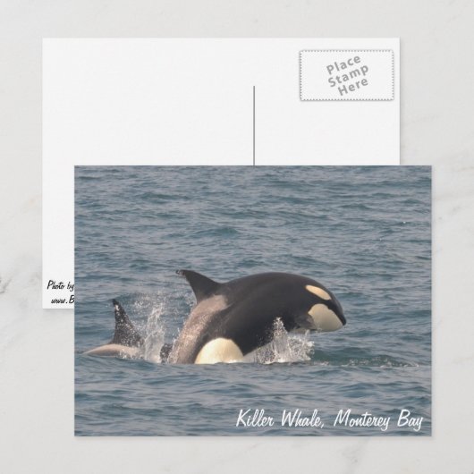 Killer Whale (Orca) Postkarte (Vorne/Hinten)