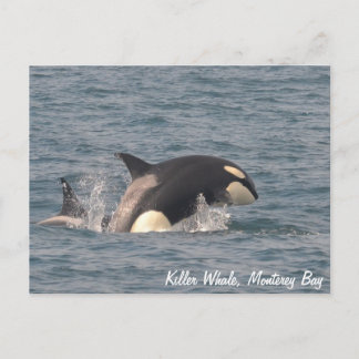 Killer Whale (Orca) Postkarte