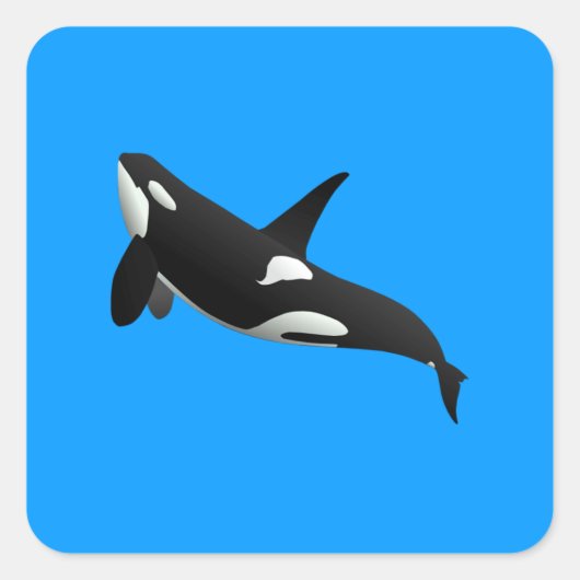 Killer Whale, Orcinus Orca Quadratischer Aufkleber (Vorderseite)