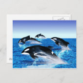 Killer Whale Pod Postkarte (Vorne/Hinten)
