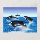 Killer Whale Pod Postkarte (Vorderseite)