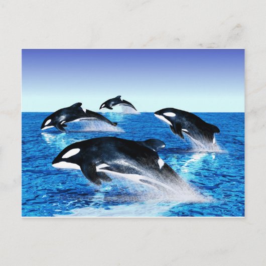 Killer Whale Pod Postkarte (Vorderseite)