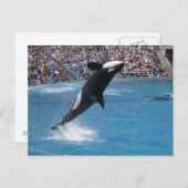 Killer Whale Postkarte (Vorne/Hinten)